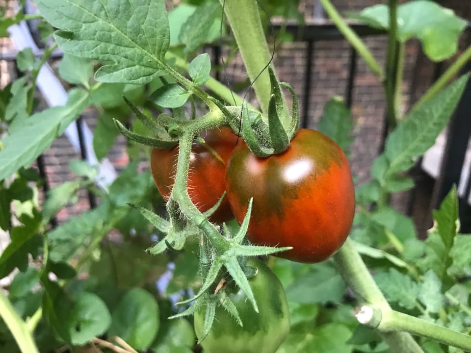 The Tomato is the Garden's Diva